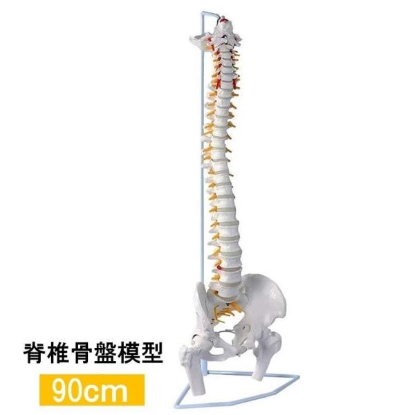 人体模型 骨 等身大 脊椎 模型 実物大 90センチ 脊髄骨盤模型 股関節 脊柱可動 ヘルニア病部 ...