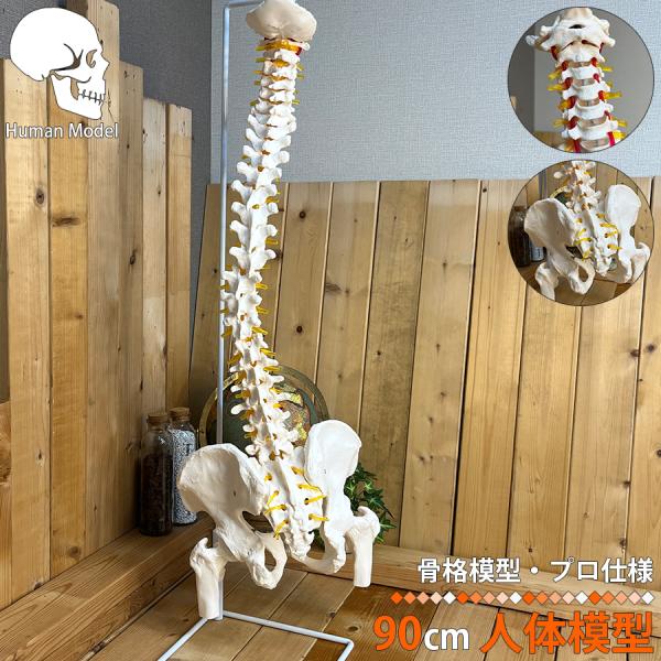 人体模型 骨 等身大 脊椎 模型 実物大 90センチ 脊髄骨盤模型 股関節 脊柱可動 ヘルニア病部 ...
