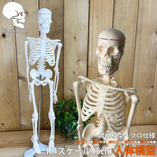 人体模型 人体骨格模型 骨格標本 45cm 1/4 モデル ホワイト 台座 可動域 直立 スタンド ...