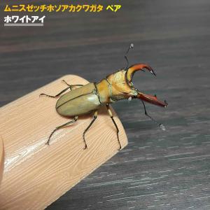 ムニスゼッチホソアカクワガタ ホワイトアイ ペア...の商品画像