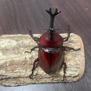 カブトムシ 国産 ペア サイズフリー 区分60Yの詳細画像1