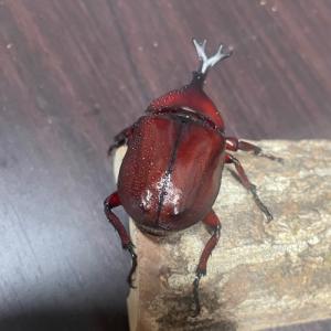カブトムシ 国産 ペア サイズフリー 区分60Yの詳細画像2