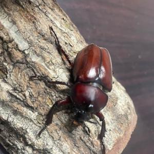 カブトムシ 国産 ペア サイズフリー 区分60Yの詳細画像3