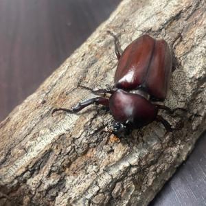 カブトムシ 国産 ペア サイズフリー 区分60Yの詳細画像4