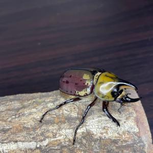 ティティウスシロカブト ♂のみ 【サイズフリー...の詳細画像1