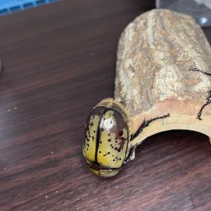 ティティウスシロカブト ♂のみ 【サイズフリー...の詳細画像2