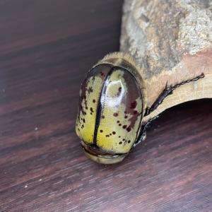 ティティウスシロカブト ♂のみ 【サイズフリー...の詳細画像3