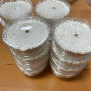 ムシモンオオクワガタ 幼虫
