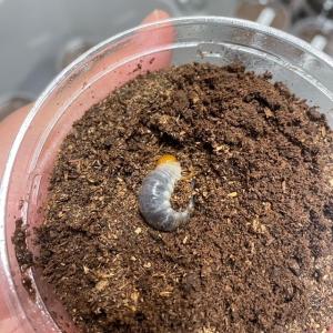 パプアキンイロクワガタ 幼虫 区分60Y