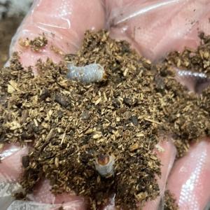 国産 カブトムシ 幼虫 1匹 区分60Y