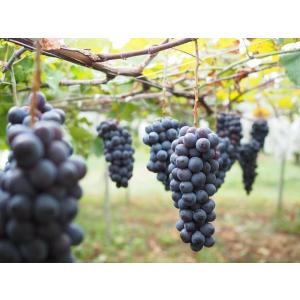 ギフト プレゼント 家飲み 愛知県産 豊橋ワイ...の詳細画像2