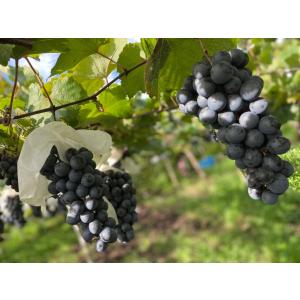 ギフト プレゼント 家飲み 愛知県産 豊橋ワイ...の詳細画像3