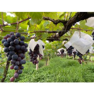 ギフト プレゼント 家飲み 愛知県産 豊橋ワイ...の詳細画像4