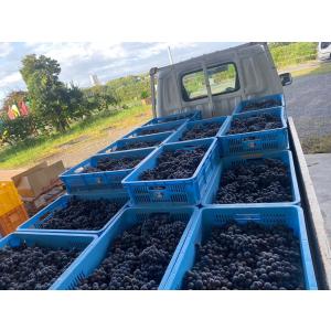 ギフト プレゼント 家飲み 愛知県産 豊橋ワイ...の詳細画像5