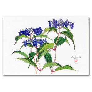 【夏】山紫陽花（ヤマアジサイ）ポストカード　絵葉書　　インテリアとして飾れます｜nonohanakan