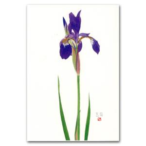 花菖蒲の絵の商品一覧 通販 Yahoo ショッピング