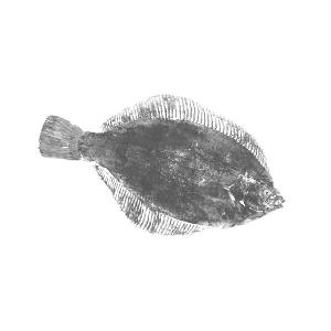 箸袋 海鮮シリーズ ミックス全28種類 500枚の詳細画像1