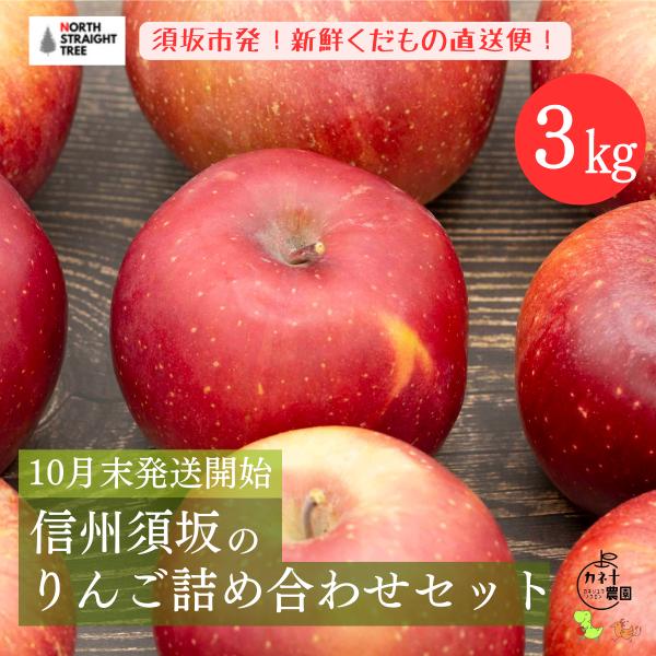 【予約販売中】りんご ギフト 長野県 須坂市産 りんご詰め合わせセット 3kg カネ十農園 送料無料