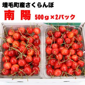 北海道増毛町千果園産さくらんぼ南陽　２Ｌサイズ以上　500g×２パック入　※７月中旬頃のお届けとなります。