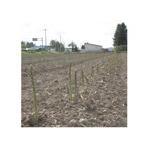 北海道名寄近郊産グリーンアスパラ【2S〜2Lサ...の詳細画像1