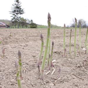 北海道名寄近郊産グリーンアスパラ【2S〜2Lサ...の詳細画像1