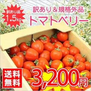 【送料無料】【規格外品】今話題のミニトマト★北海道名寄産訳ありトマトベリー【規格外・サイズ不揃い】 約1.5kg入　※7月中旬以降収穫後のお届けとなります。