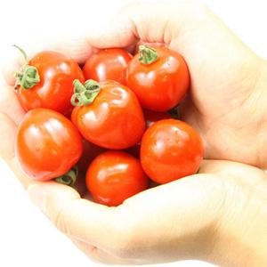 【送料無料】今話題のミニトマト★北海道名寄産ト...の詳細画像1