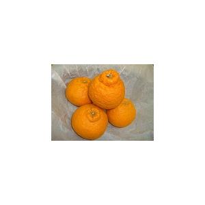 【KIMONO FRUITS】冷凍オレンジ国産...の詳細画像2