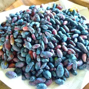 北海道の果実 令和7年収穫ハスカップ（冷凍）5kg : フルーツガーデン