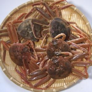 【送料無料】能登半島　香箱蟹（甲箱蟹・こうばこがに）5杯セット