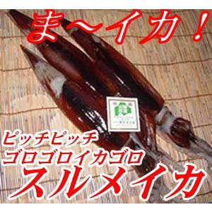 北海道産 冷凍スルメいか 1杯 （大）　49｜notosuisan