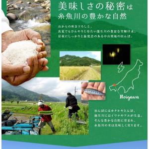 セール 安い 米 新潟県産 コシヒカリ 玄米 ...の詳細画像4
