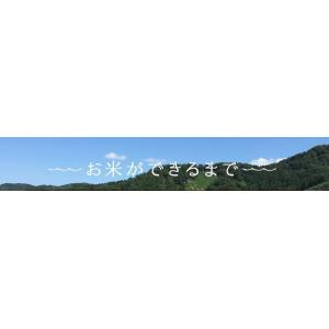 セール 安い 米 新潟県産 コシヒカリ 玄米 ...の詳細画像5