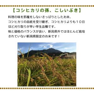 米 令和7年産 新潟県産 こしいぶき 玄米 3...の詳細画像1