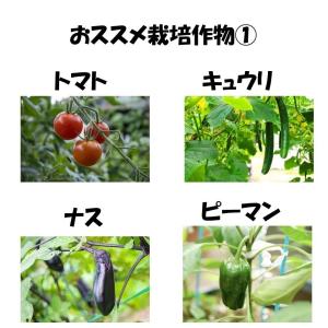 ベジタロンNEXT 0.1mm厚 230cm幅...の詳細画像2
