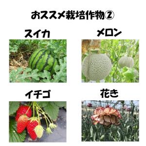 ベジタロンNEXT 0.1mm厚 230cm幅...の詳細画像3