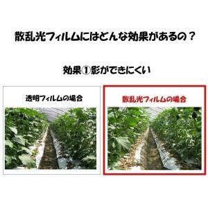 花野果Sun-X サンクロス 0.15mm厚 ...の詳細画像2