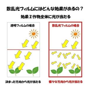 花野果Sun-X サンクロス 0.15mm厚 ...の詳細画像3