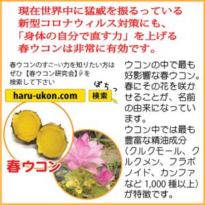 琉球酒豪伝説 6包入り×5袋(30包) ウコン...の詳細画像3