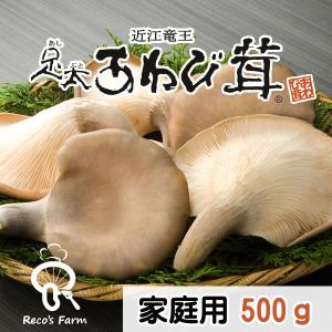 竜王足太あわび茸(生）500g（滋賀県竜王町産）ヘルシーきのこ！竜王きのこ農園レコズファーム