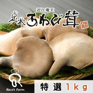 竜王足太あわび茸(生）１ｋg（滋賀県竜王町産）肉厚コリコリ歯ごたえ！竜王きのこ農園レコズファーム