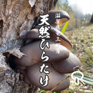 天然ひらたけ 500g（滋賀県竜王町産） 竜王きのこ農園レコズファーム｜nouvelle