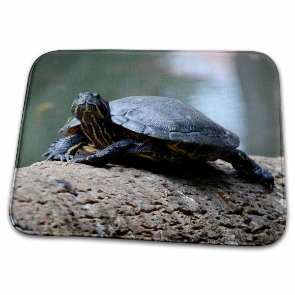 【並行輸入品】 3dRose   Painted Turtle on Log in Florida ...