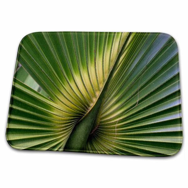 【並行輸入品】 3dRose USA, Florida, Palmetto, Sabal Palme...