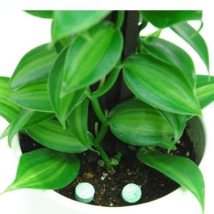 【観葉植物用 プロミック 150g (ハイポネ...の詳細画像2