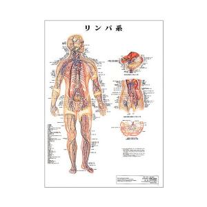 リンパ系 デスクサイズプラスチック版 ( ポスター ） 人体チャート 医学チャート 人体ポスター 人体解剖図 人体図 整体用品