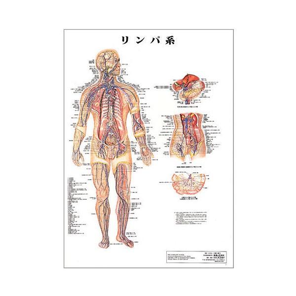 リンパ系 デスクサイズプラスチック版 ( ポスター ） 人体チャート 医学チャート 人体ポスター 人...