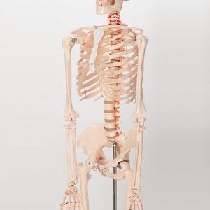 人体模型 骨格模型 キャスター付き 170cm...の詳細画像2
