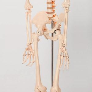 人体模型 骨格模型 等身大 間接模型 骨格標本...の詳細画像3