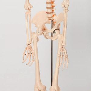 人体模型 骨格模型 キャスター付き 170cm...の詳細画像3